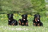 BEAUCERON 910